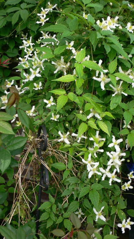 Anemonenwaldrebe Wilsonii (Clematis montana)