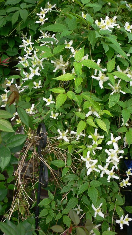 Anemonenwaldrebe Wilsonii (Clematis montana) in voller Blüte 